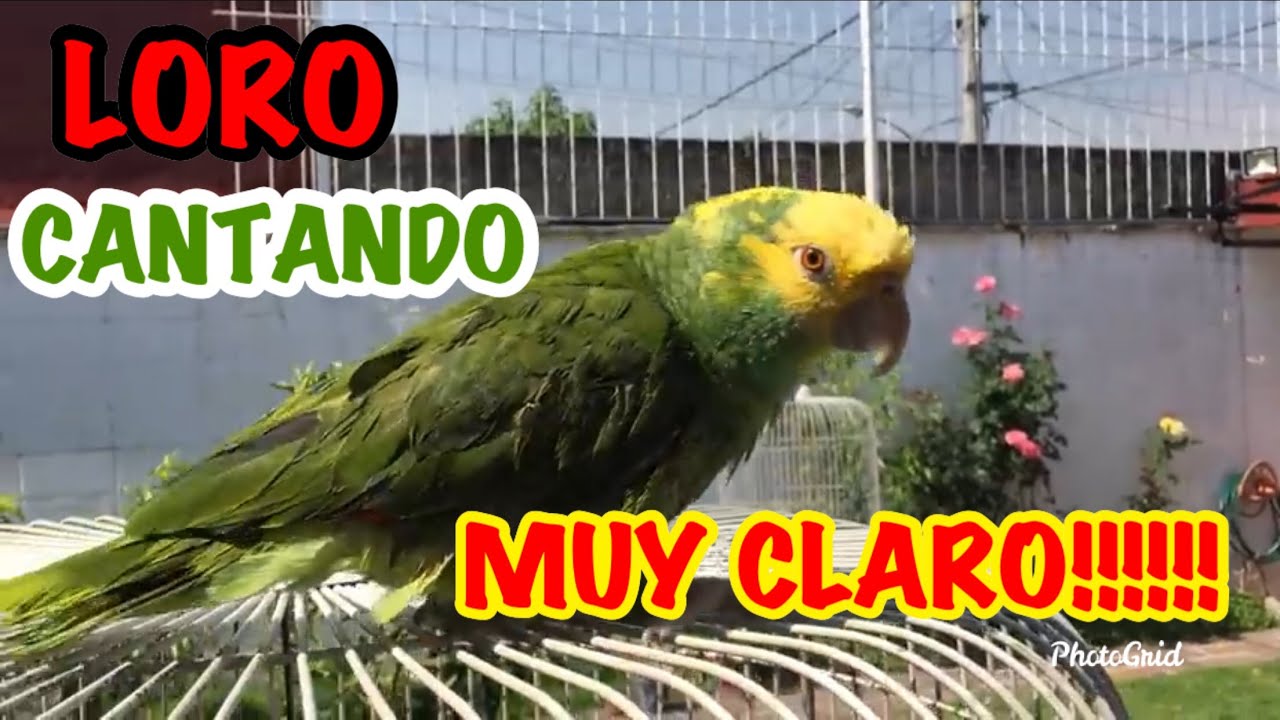 LORO CANTANDO MUY CLARO