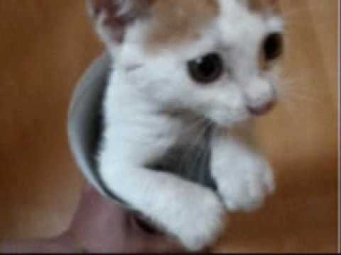 Tube Kitty