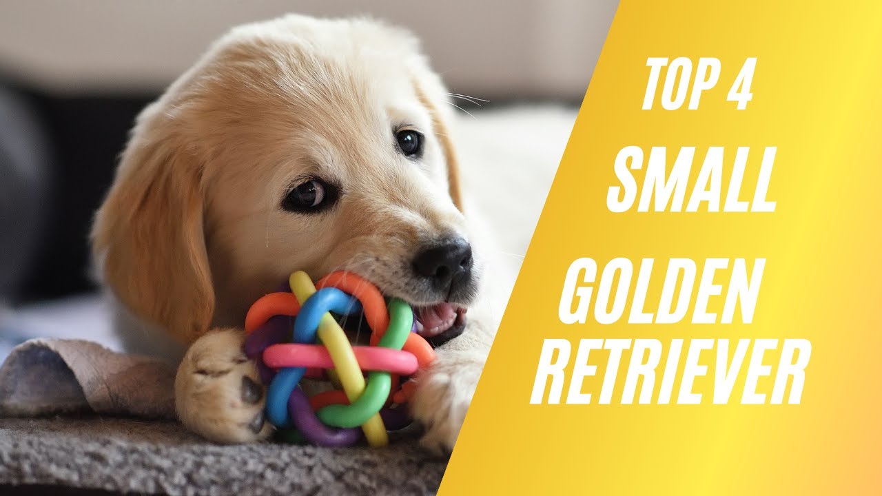 Top 4 small Golden Retriever Breeds For Pets