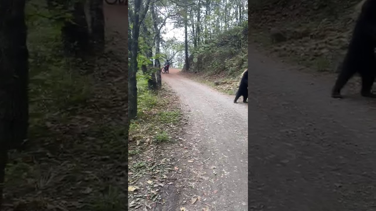 Este Oso Negro de Chipinque en Monterrey Nuevo León se toma selfies seguido 🤔... ✌🏻😎