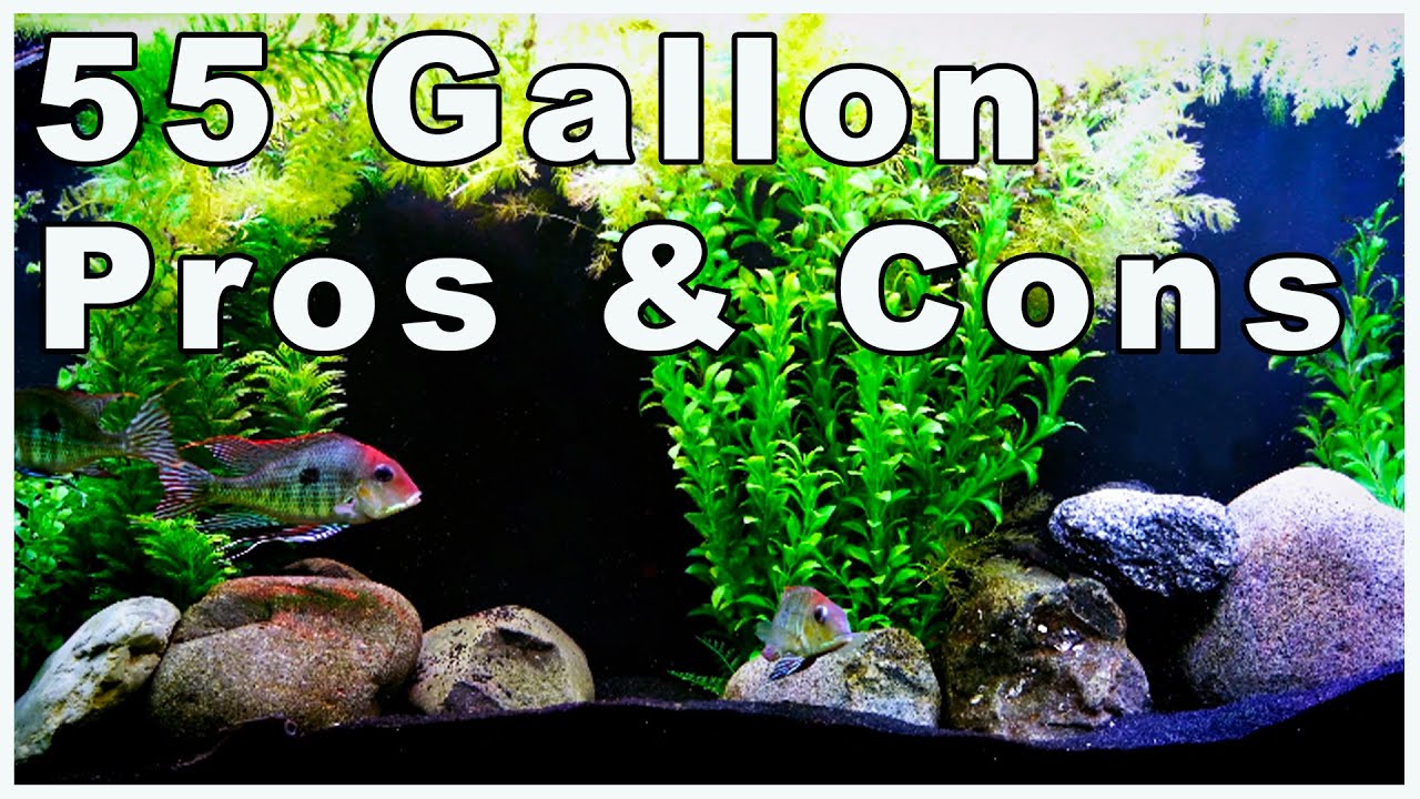55 Gallon Aquarium Pros and Cons: Should You Buy One?
