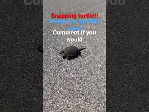 Snapping turtle #turtle #snapper