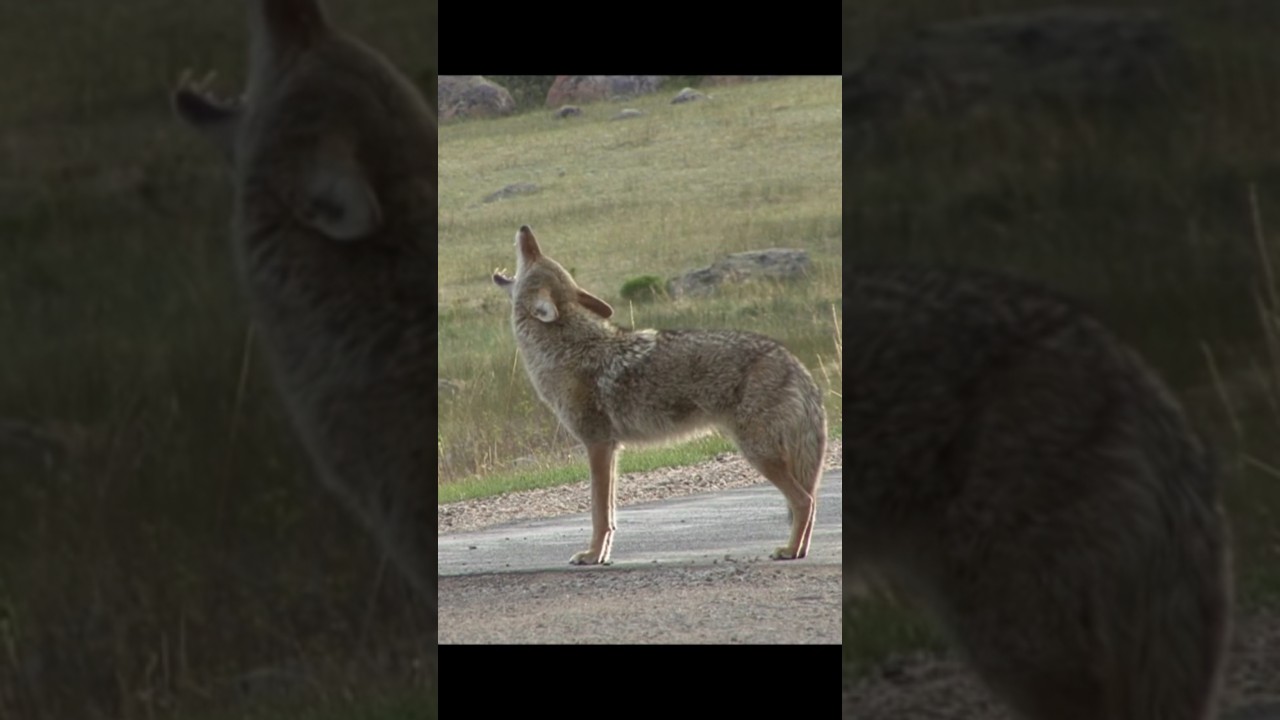Coyote Sounds of Howling and Barking | Canis latrans Sounds