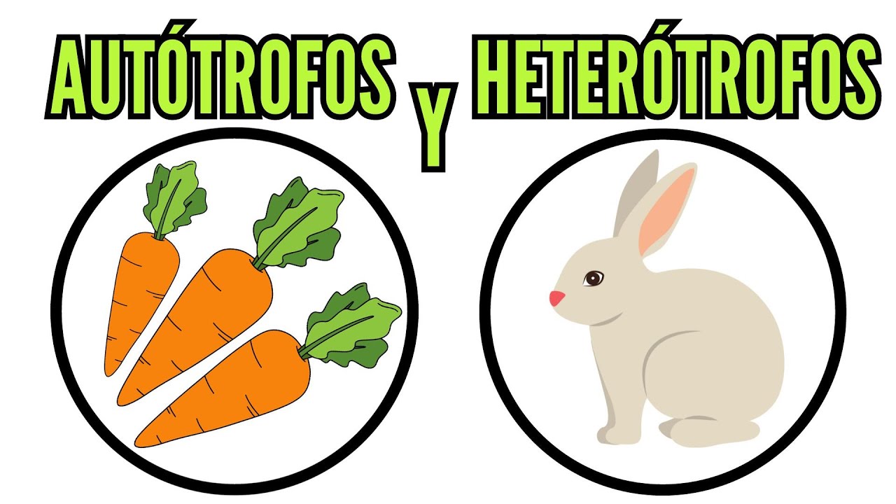 🐔 AUTÓTROFOS y HETERÓTROFOS, su alimentación, clasificación, definición, nutrición, biología