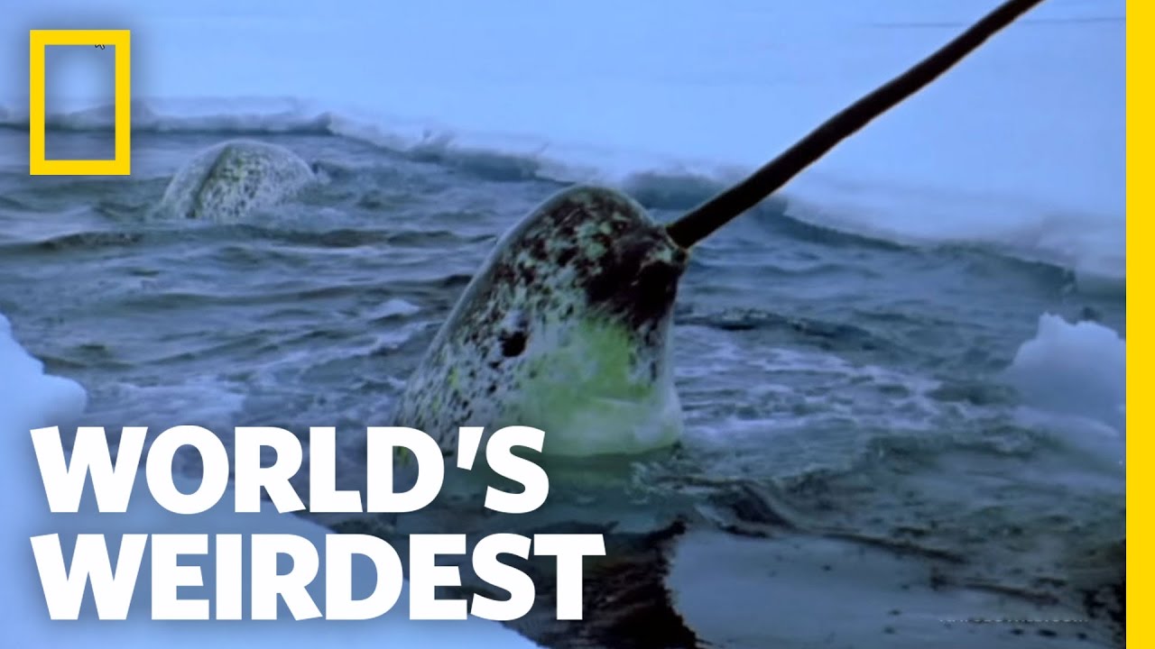 Narwhals | World's Weirdest