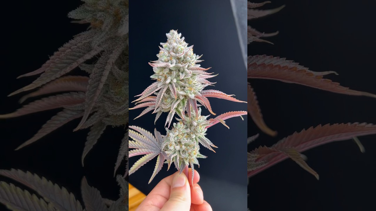 Blueberry Cupcake coming down today - @humboldtseedcompany
