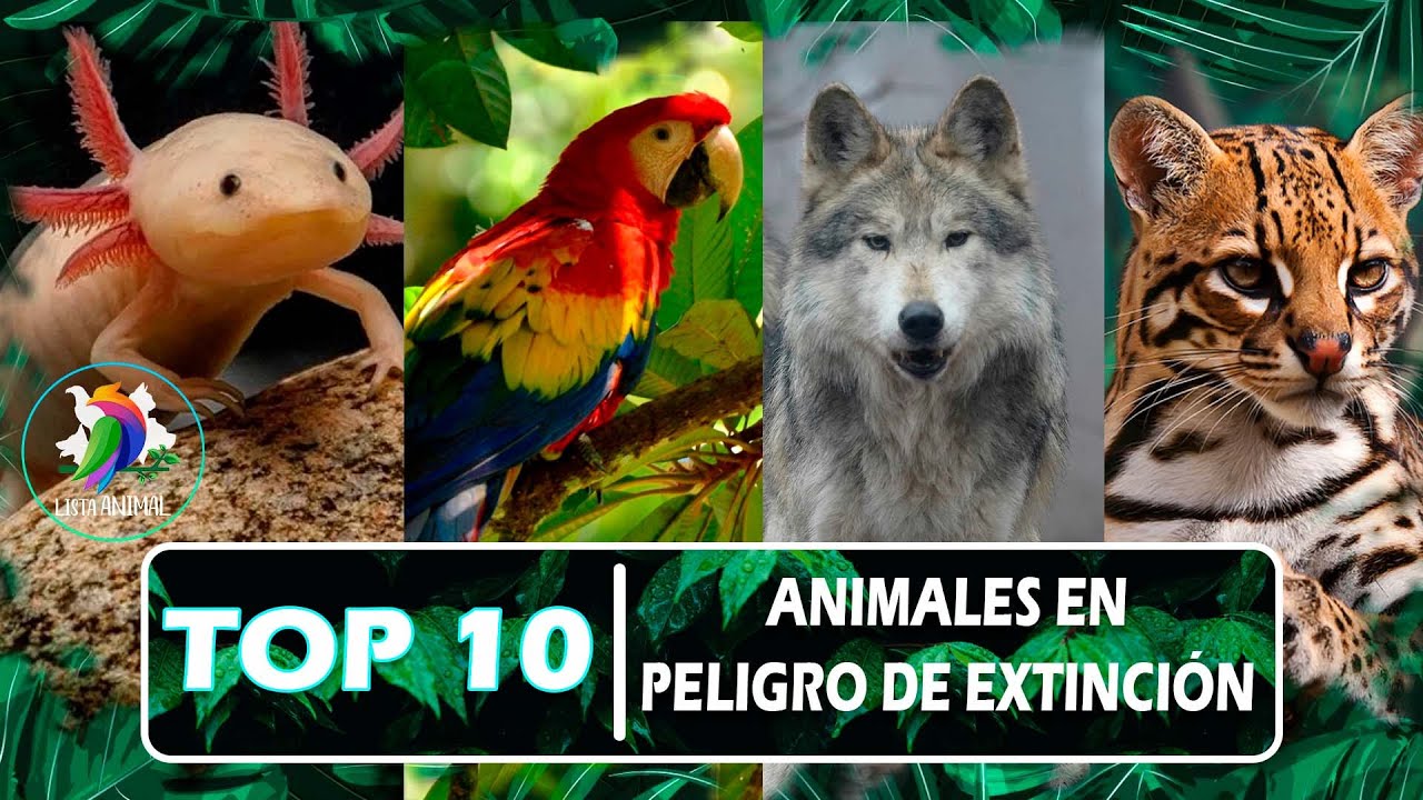 Lista Animal: 10 ANIMALES en peligro de extinción en México con nombres | YA QUEDAN POCOS y nadie