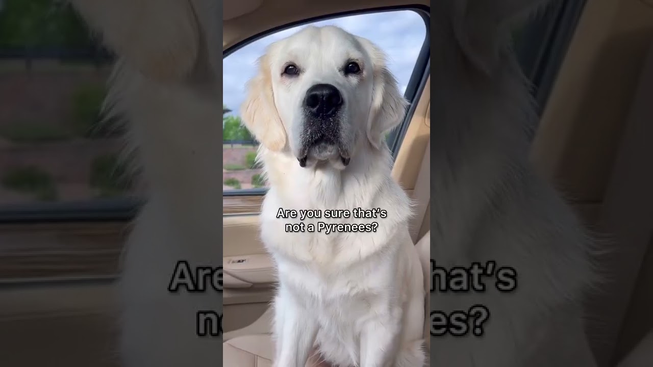 Things People Say About My White Golden Retriever