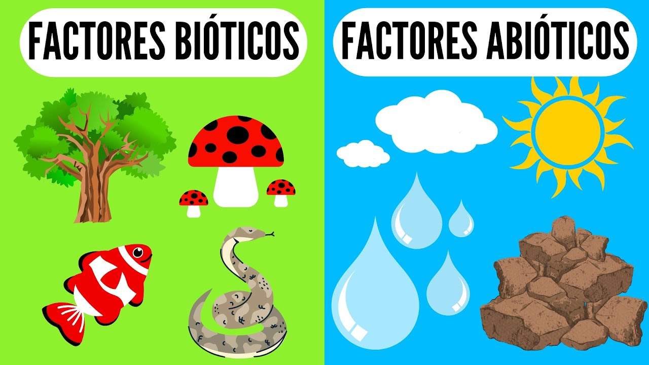 🐠 FACTORES BIÓTICOS Y ABIÓTICOS 🐍 ¿Qué son? En el medio ambiente o ecosistemas para niños, biología