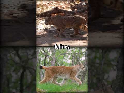 Bobcat VS Lynx #shorts