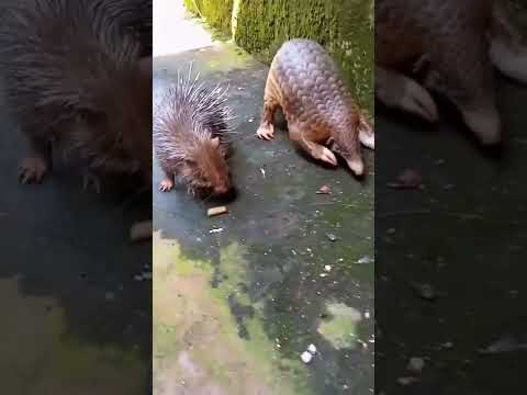 Pangolin and puerco-espín