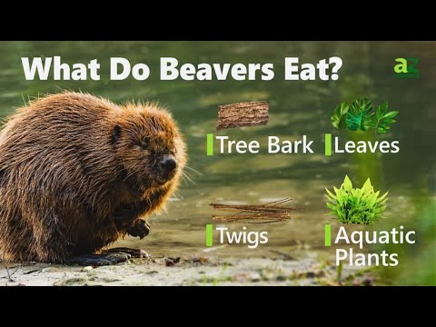 What do beavers eat?