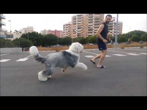 Cachorro Pastor Ingles, Bobtail Buggy