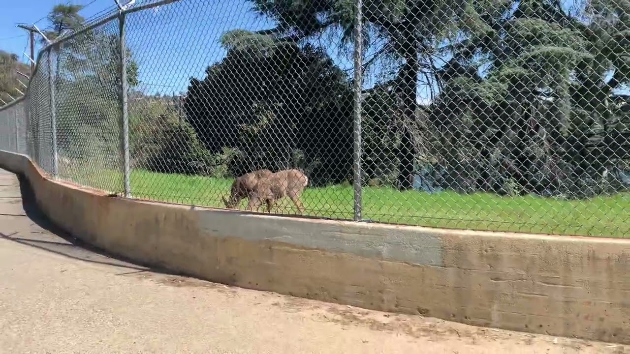There are deer up in the Hollywood Reservoir??
