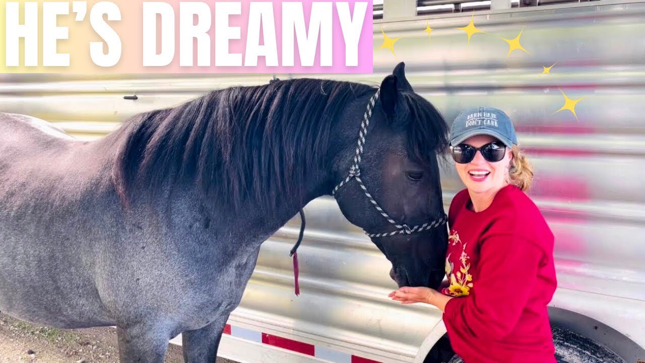 Stunning Blue Roan Horse at the Auction: Did We Bid?