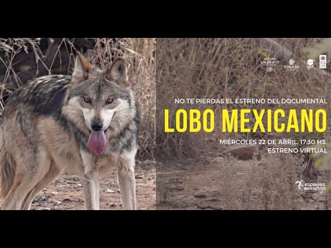 Corto documental "Lobo Mexicano"