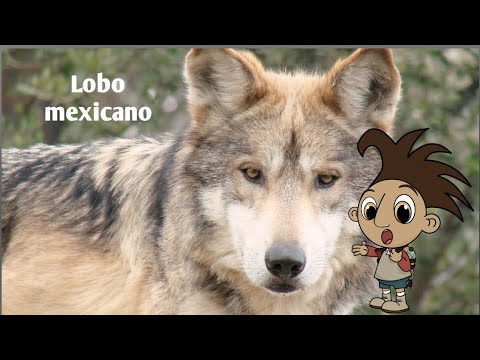 Lobo mexicano