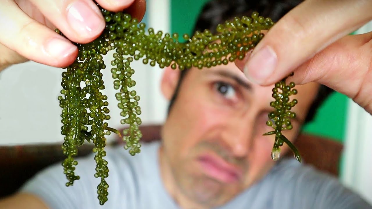 SEA GRAPES - Exploring YouTube's Favorite Seaweed
