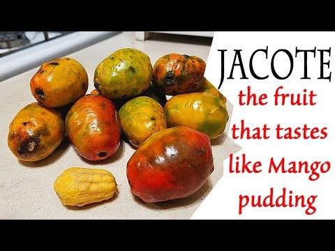 Jocote Fruit Review (Spondias purpurea) - Weird Fruit Explorer Ep 273