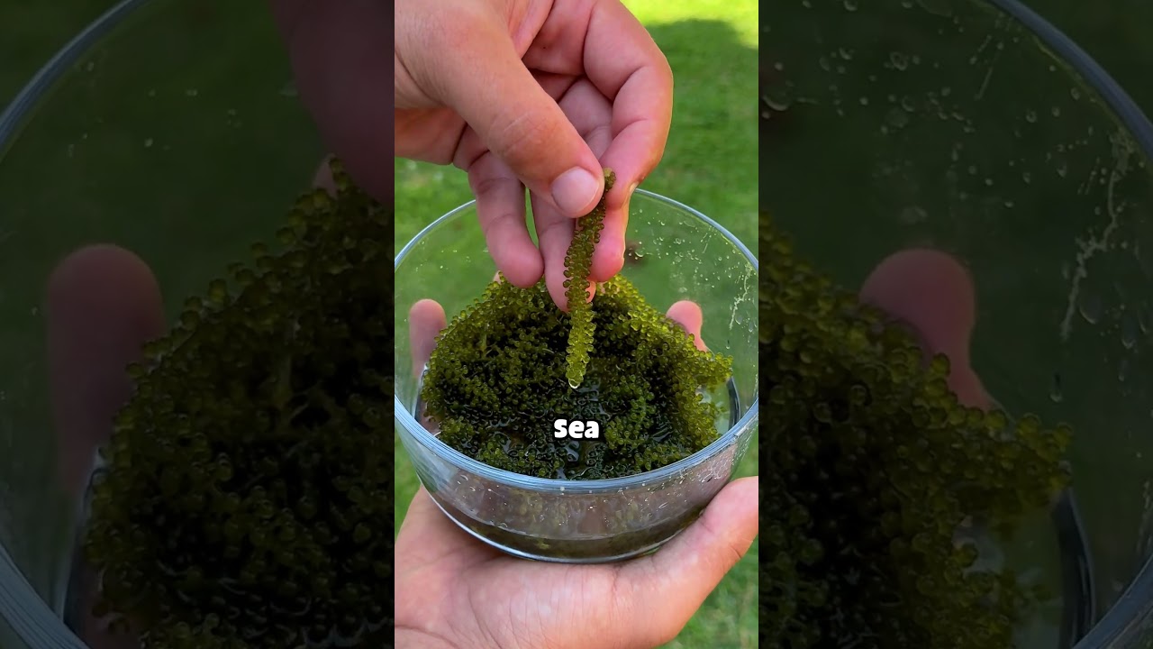 what sea grapes look like