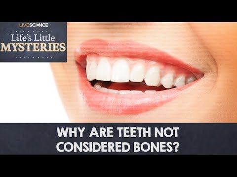 Why Are Teeth Not Considered Bones?