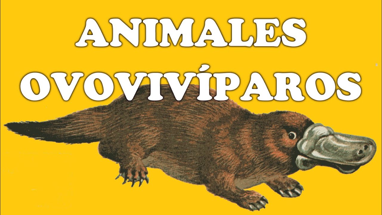 Animales ovovivíparos y sus características