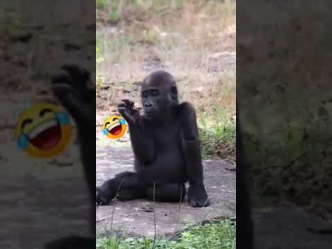Gay Monkey? 😱