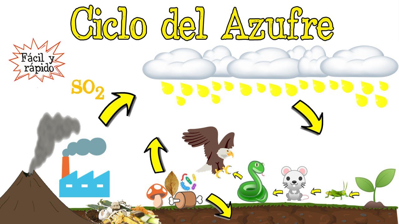 ♻️ Ciclo del Azufre 💥 [Fácil y Rápido] | BIOLOGÍA |