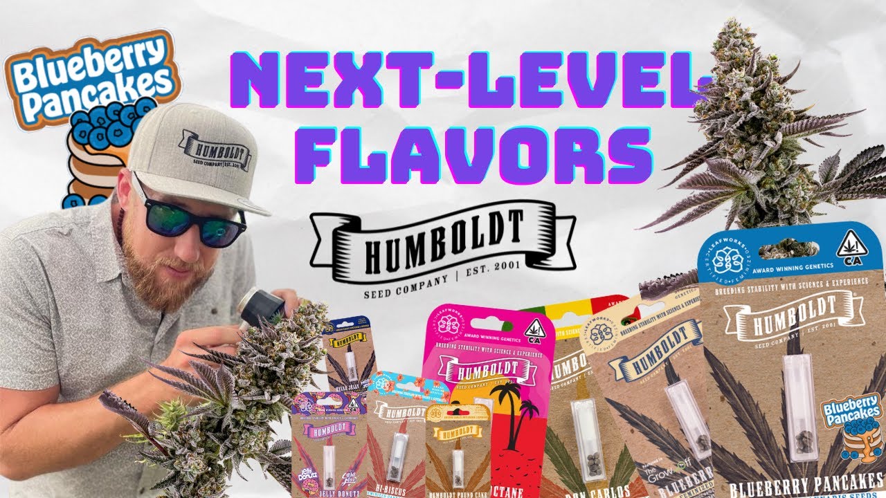 Next-level flavors: Blueberry Pancakes & Cupcakes Edition with The Humboldt Seed Company's Ben Lind