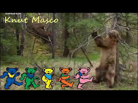 Bear Dancing to the Grateful Dead