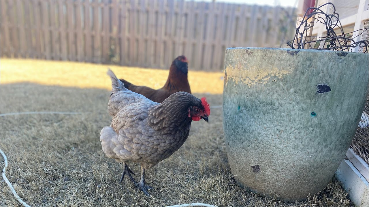 Sapphire gem backyard chicken review