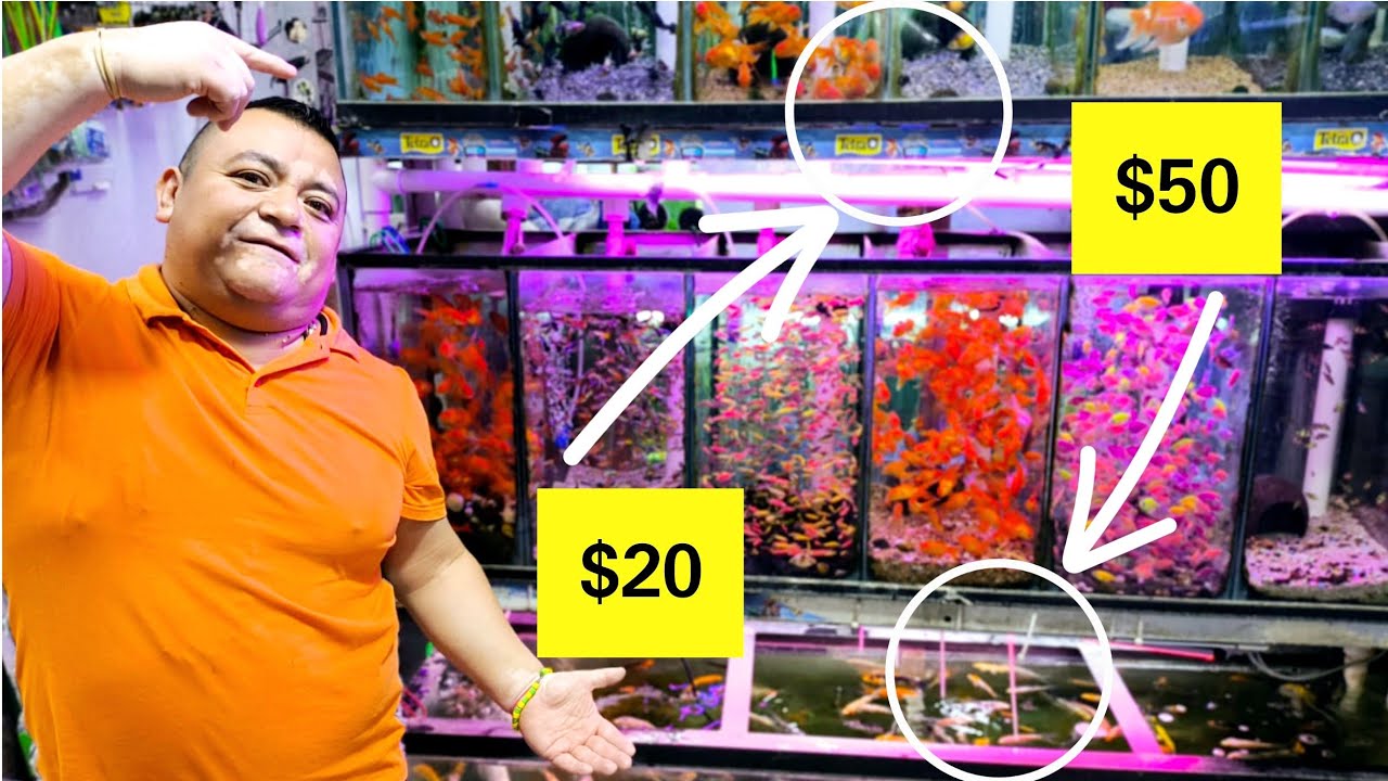 Los Peces más Baratos de Mercado Mixhuca: con Todo y Precios 2025 (Chars Fishers)
