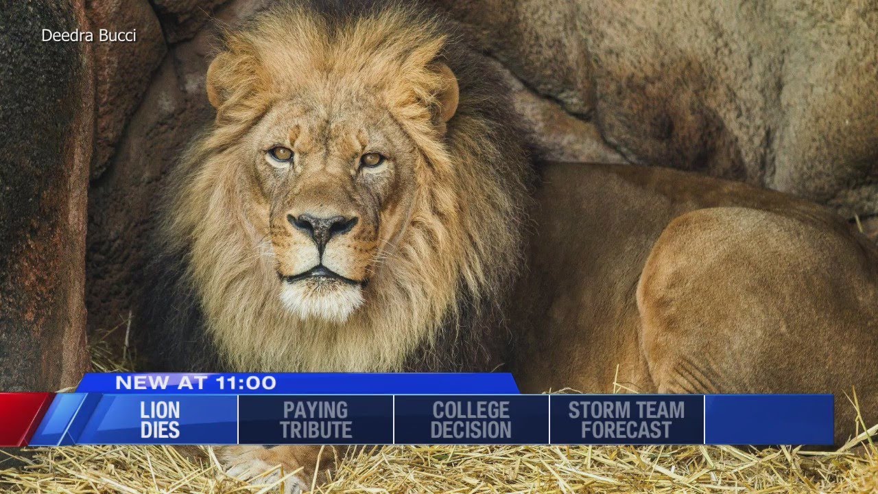 Last lion at Rosamond Gifford Zoo dies