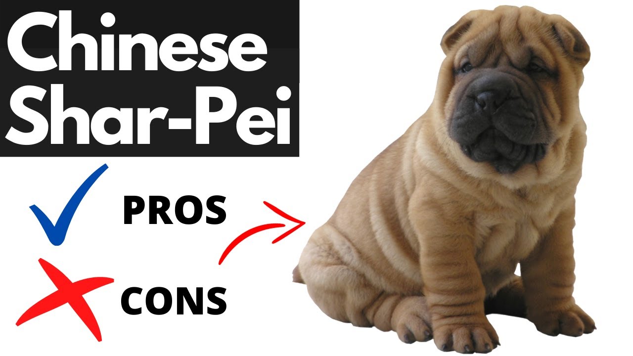 Chinese SHAR-PEI Pros And Cons | Should You REALLY Get A CHINESE SHAR-PEI?