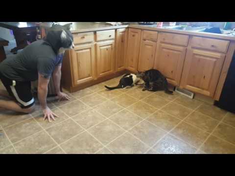 Cat mask scare (original)