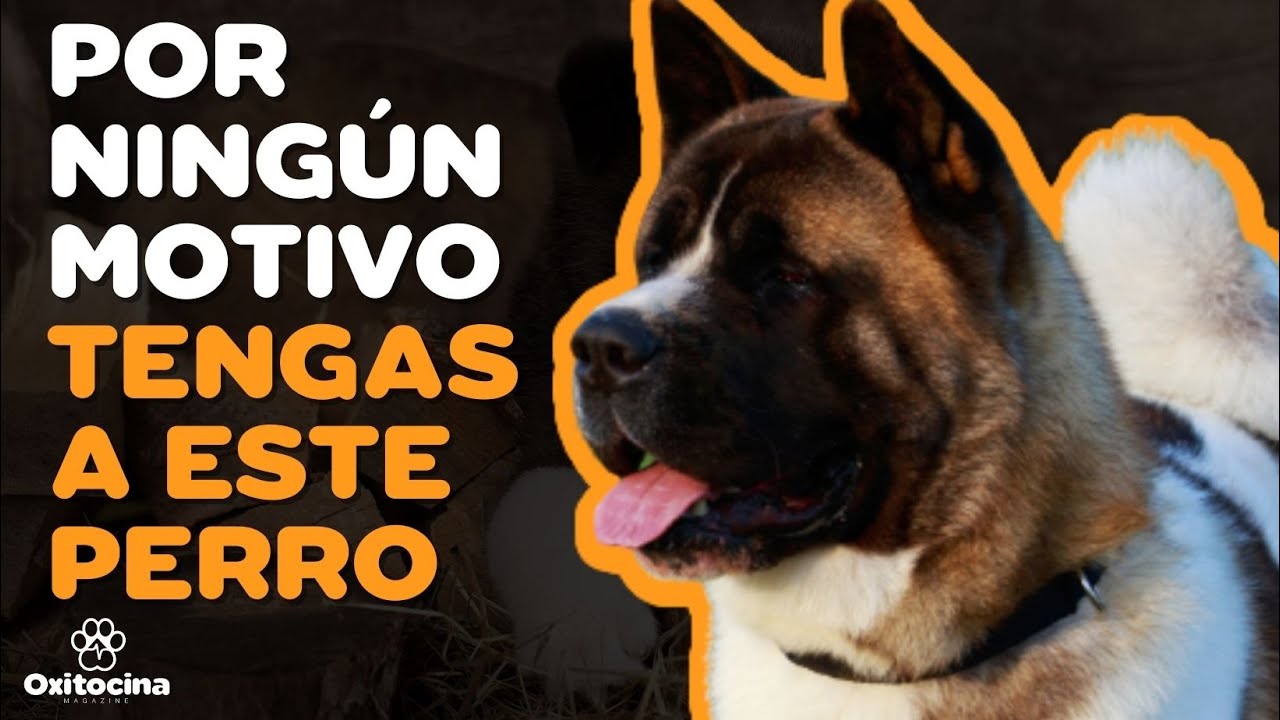 AKITA AMERICANO: 7 RAZONES PARA NO TENERLO