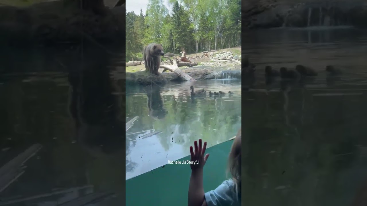 Bear devours ducklings during kid's birthday party at Seattle Zoo