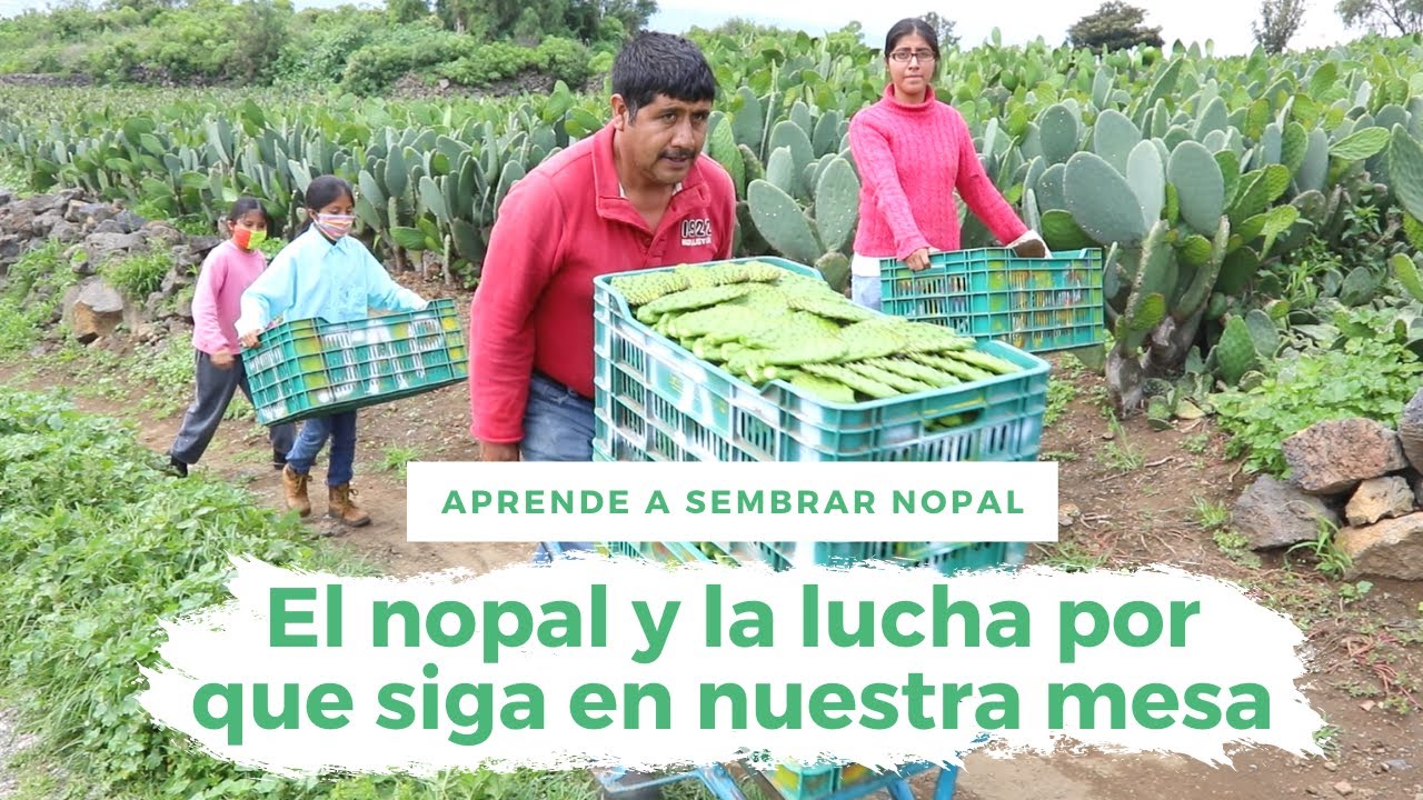 MILPA ALTA | ZONA SAGRADA PARA SEMBRAR Y CULTIVAR NOPALES