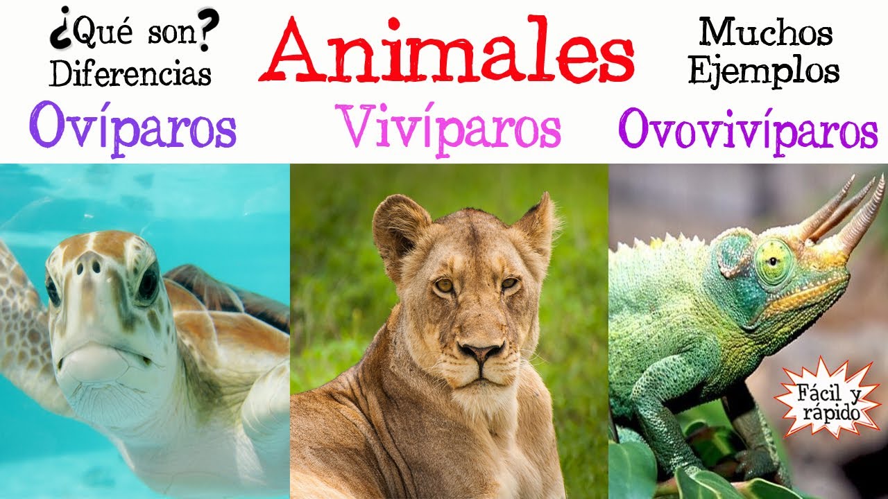 🐝Animales Ovíparos, Vivíparos y Ovovivíparos🐠  [Fácil y Rápido] | BIOLOGÍA |