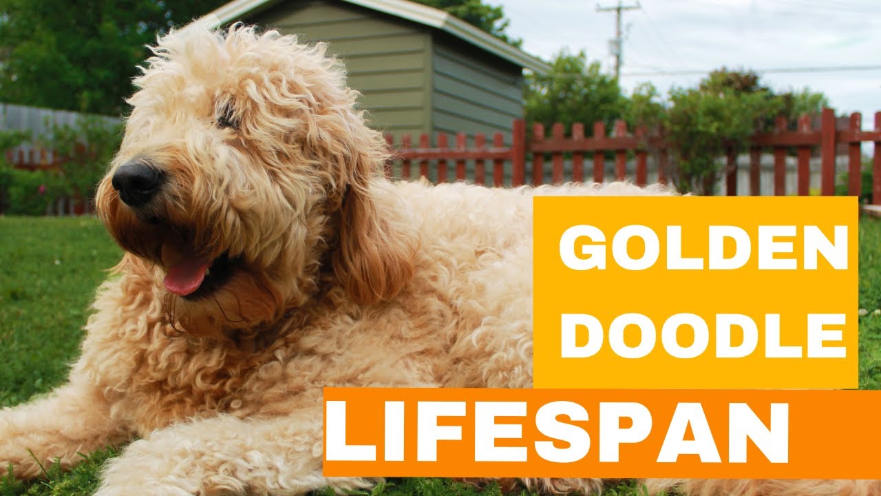 Goldendoodle Lifespan (How Long Goldendoodles Live For) 🐶