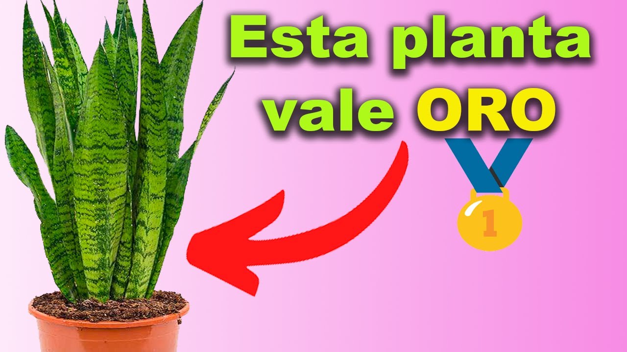 Esta PLANTA es ORO PURO en CASA | Receta para USOS Curativos | Sansevieria o Lengua de Suegra