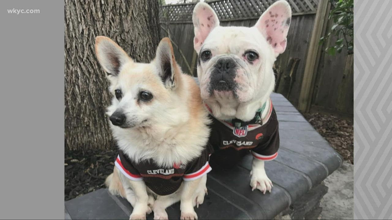 Northeast Ohio woman says pet transport company lost her dogs