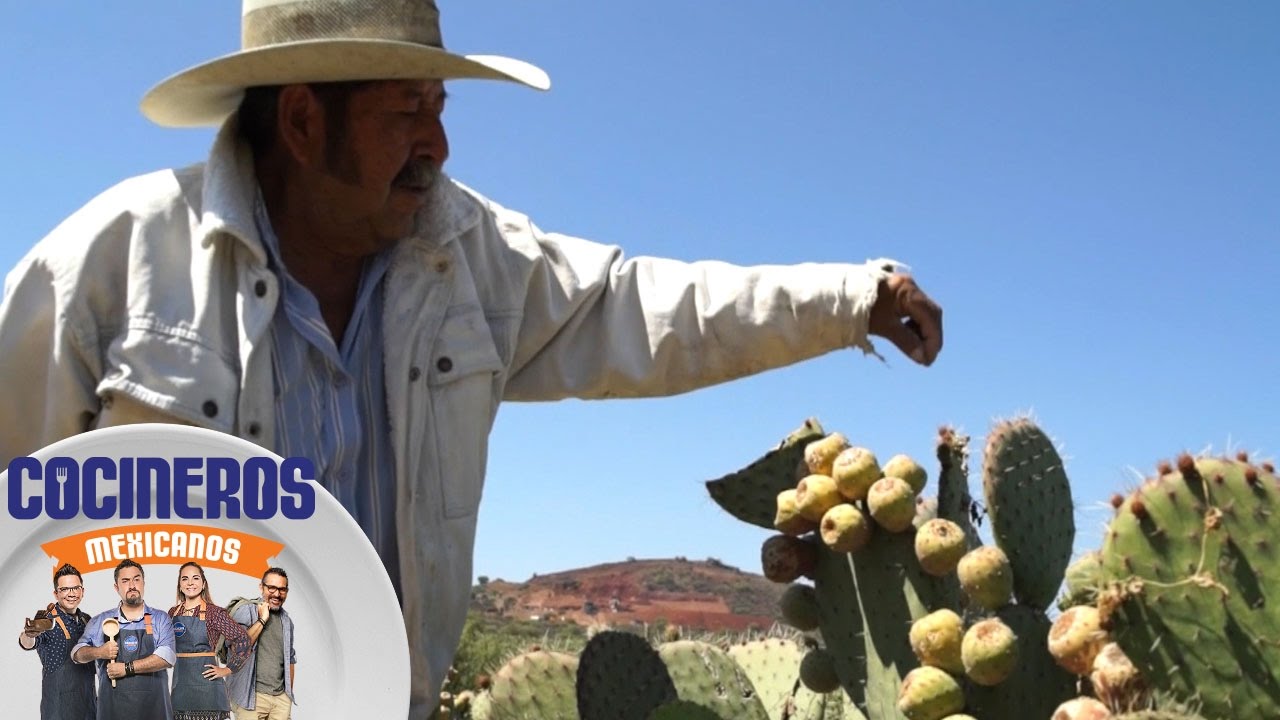 100% mexicano: Xoconostle, una delicia para tus platillos | Cocineros Mexicanos