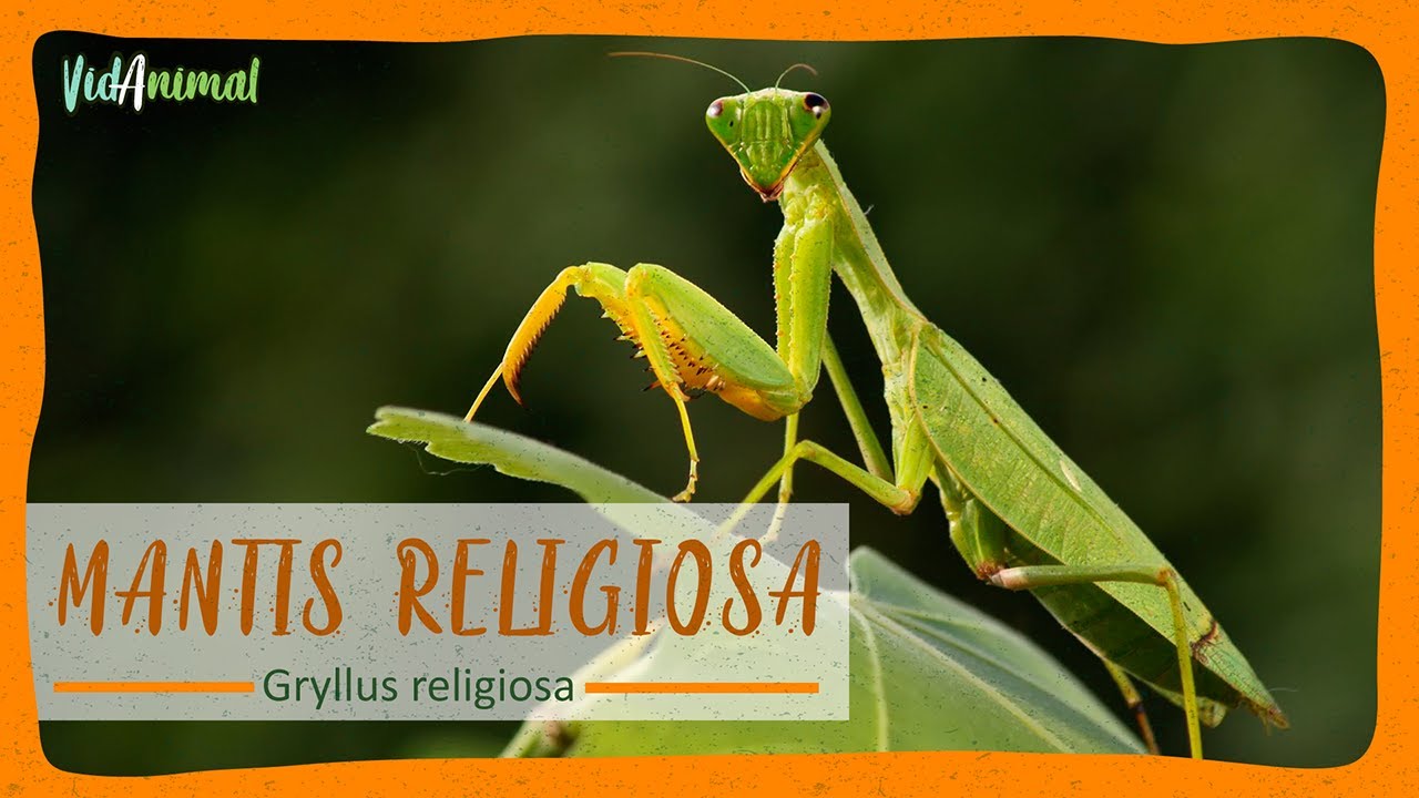 TODO SOBRE la MANTIS RELIGIOSA