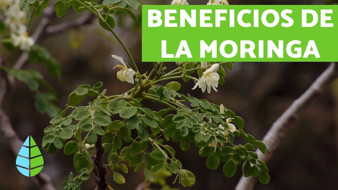 Para qué sirve LA MORINGA - BENEFICIOS DE LA MORINGA