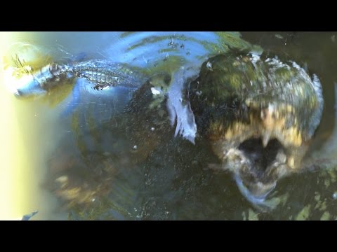 MONSTER TURTLE ATTACKS BIG ALLIGATOR - The Alligator Snapping Turtle