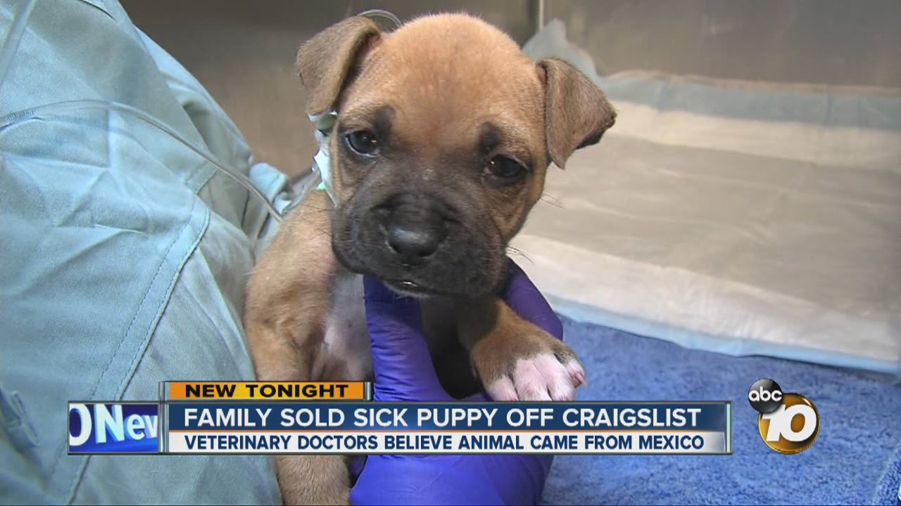 Family sold sick puppy off Craigslist