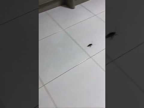most amazing flying cockroach #viral #short