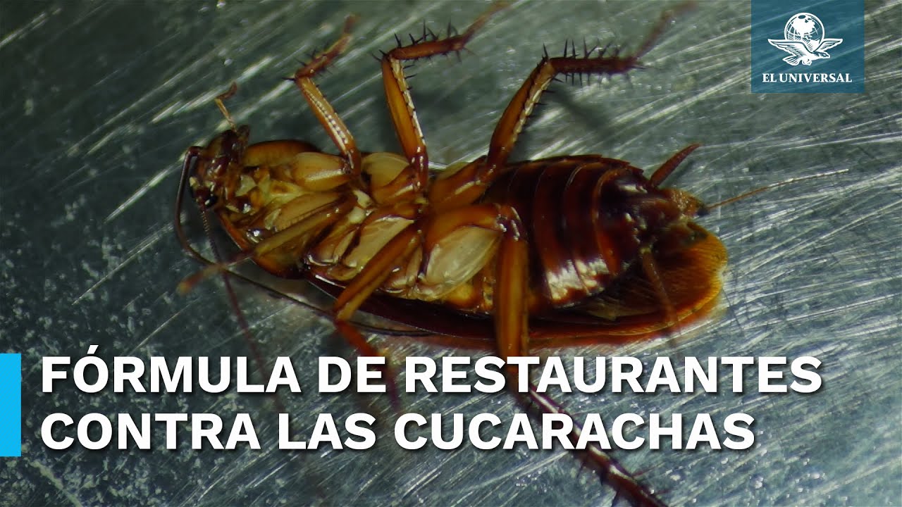 Fórmula casera para eliminar las cucarachas