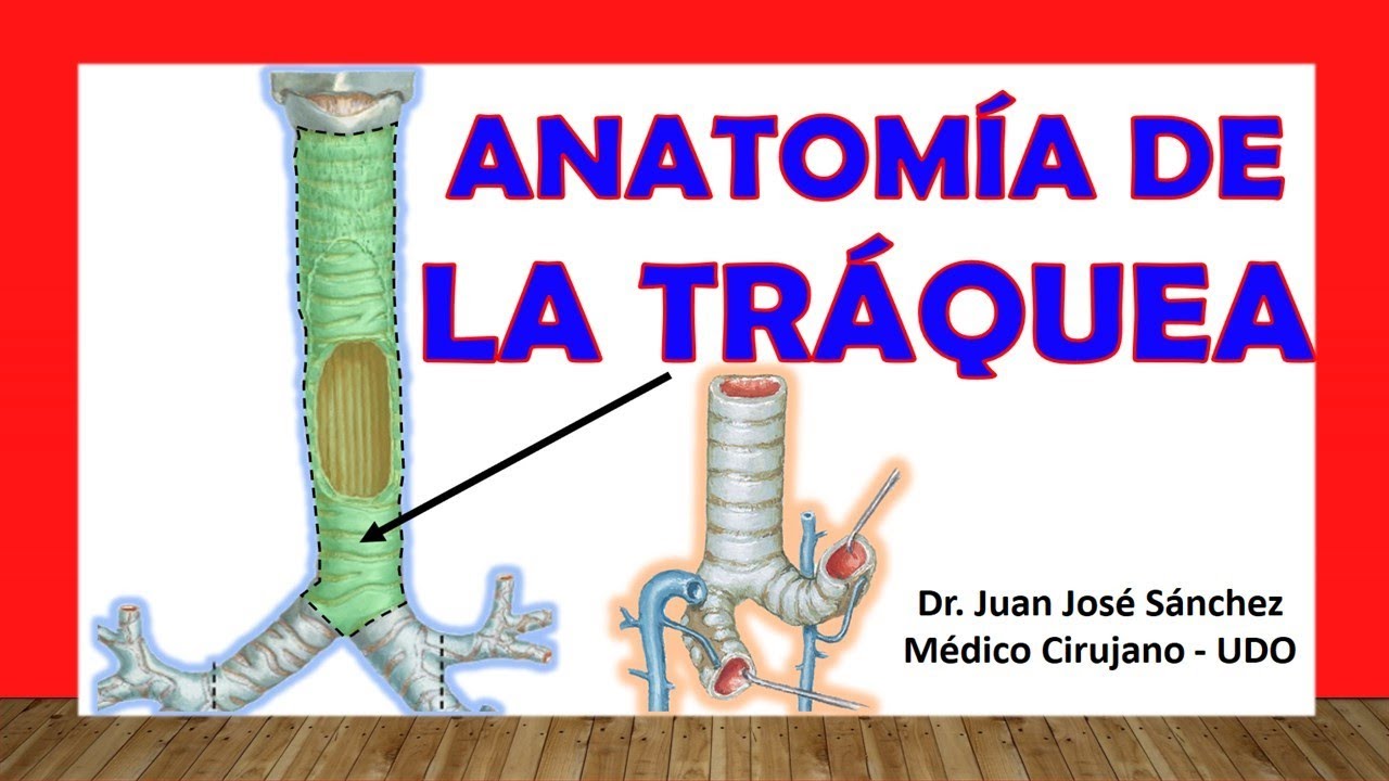 🥇 Anatomía de la TRÁQUEA. Fácil, Rápida y Sencilla